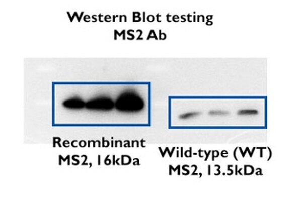 Anti-Enterobacterio Phage MS2 Coat Protein | ABE76-I